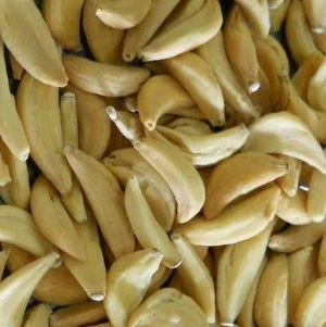 Αφυδατωμένες σκελίδες σκόρδου